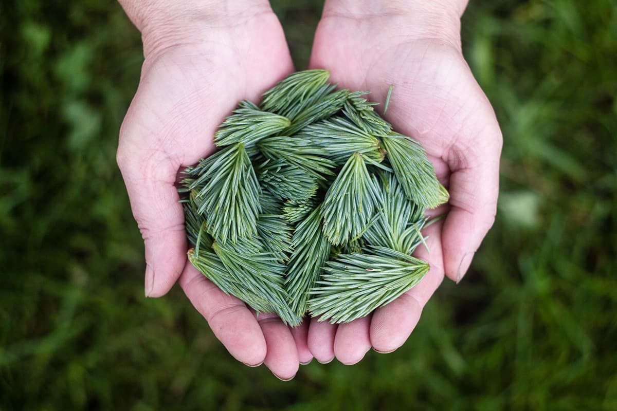 Gartenpflege Hintergrund